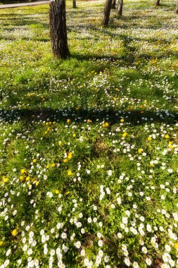 Çayırdaki sarı karahindibalar ve papatyalar, sığ tarlalara dikkat edin.