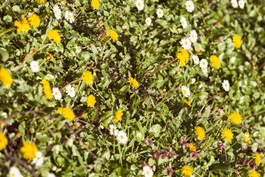Çayırdaki sarı karahindibalar ve papatyalar, sığ tarlalara dikkat edin.