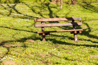 Ormandaki yabani çiçeklerin arasında sarı karahindibalar, sığ tarlalara dikkat edin.