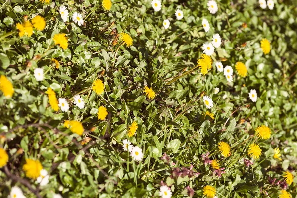 Çayırdaki sarı karahindibalar ve papatyalar, sığ tarlalara dikkat edin.
