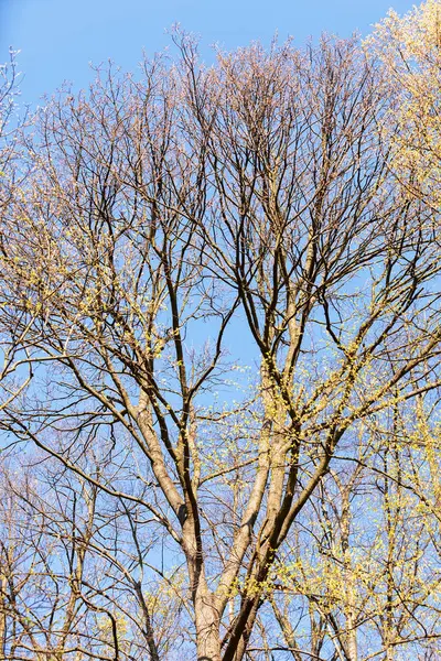 Baumwipfel Mit Dem Himmel Hintergrund Beachten Sie Die Geringe Schärfentiefe — Stockfoto