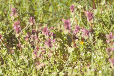 Not alan sığ derinliği çayırda çiçek çeşitleri