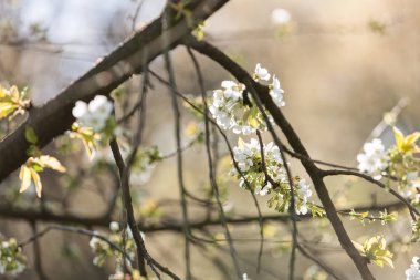 doğada, beyaz çiçekli dallar not alanının sığ bölümü