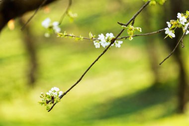 doğada, beyaz çiçekli dallar not alanının sığ bölümü