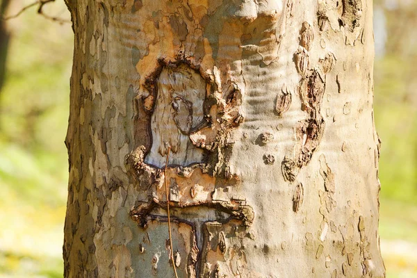 Corteccia Albero Natura Nota Profondità Campo Poco Profonda — Foto Stock