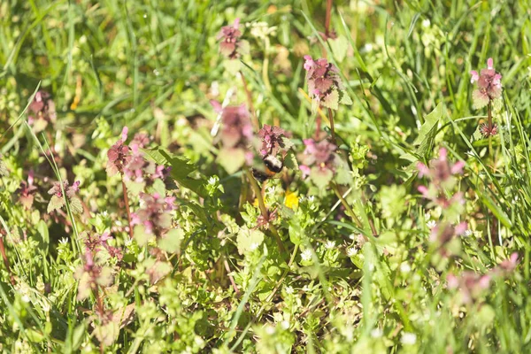 Soorten Bloemen Weide Opmerking Ondiepe Scherptediepte — Stockfoto