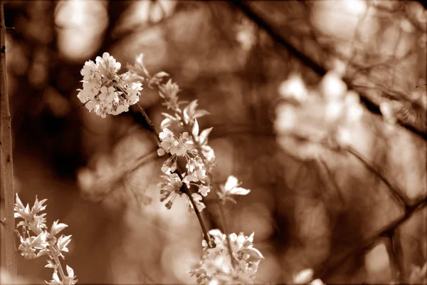 Takken Met Witte Bloemen Natuur Opmerking Ondiepe Dept Van Veld — Stockfoto