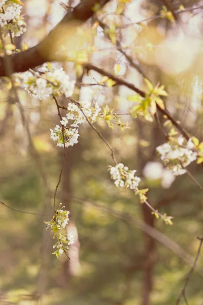 自然の中で白い花を枝のメモ フィールドの浅い部 — ストック写真