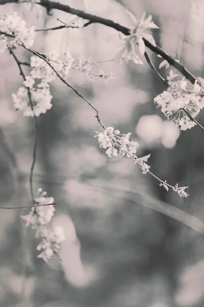 Ramas Con Flores Blancas Naturaleza Nota Poca Profundidad Campo —  Fotos de Stock