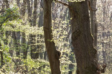 İlkbaharda, Not alan sığ derinliği ormandaki ağaçlar