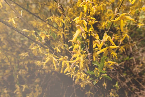 Fleurs jaunes sur une branche — Photo