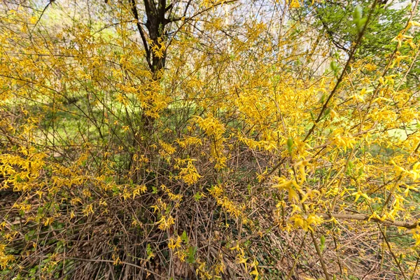 Buisson Avec Petites Fleurs Jaunes Sur Une Branche Note Faible — Photo