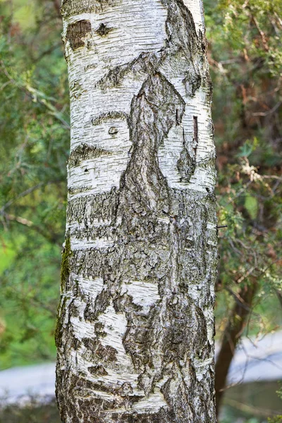 Φλοιό Δέντρου Στη Φύση Σημείωση Ρηχό Βάθος Πεδίου — Φωτογραφία Αρχείου