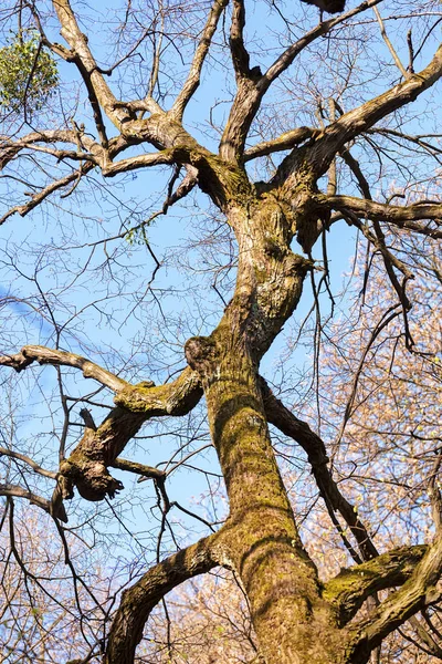 Stamm Wald Zeitigen Frühjahr Geringe Schärfentiefe Beachten — Stockfoto