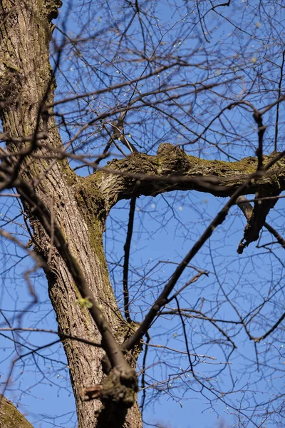 Tronc Dans Forêt Début Printemps Noter Une Faible Profondeur Champ — Photo