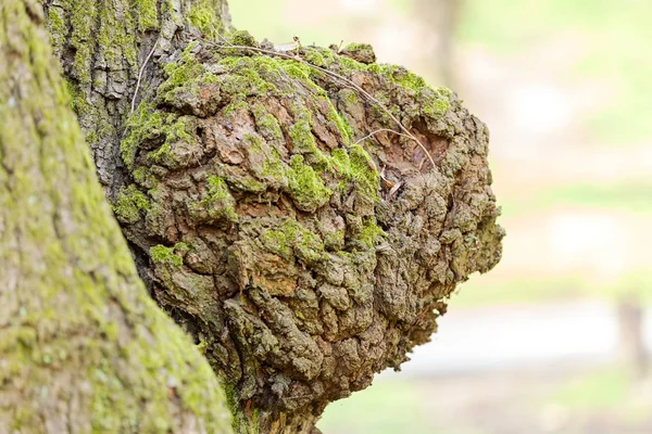 Baumrinde Der Natur Geringe Schärfentiefe Beachten — Stockfoto