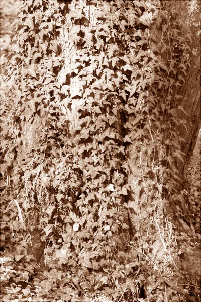 Дерево Покрите Стрункою Зверніть Увагу Невелику Глибину Різкості — стокове фото