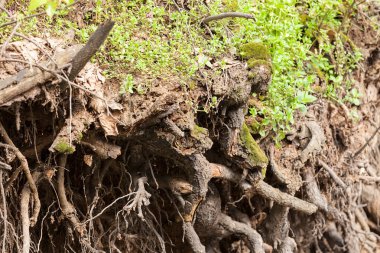 Orman, Not alan sığ derinliği içinde ağaç kökleri bared