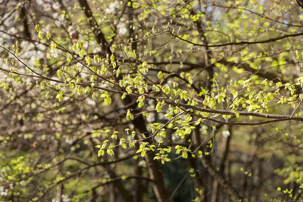 Arbres Dans Forêt Printemps Noter Une Faible Profondeur Champ — Photo