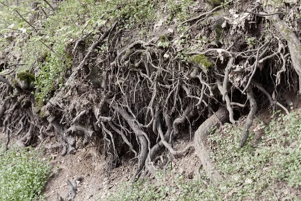 Ağaç kökleri bared