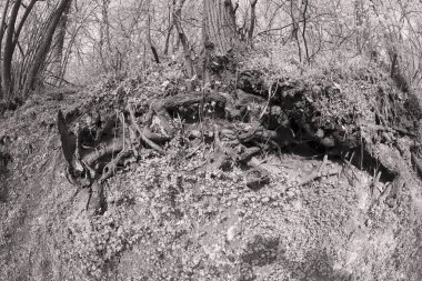 Ağaç kökleri bared