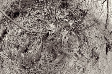 Ağaç kökleri bared