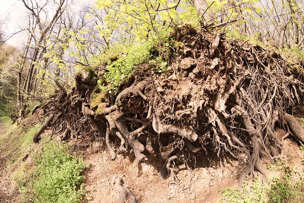 Radici scoperte di albero — Foto Stock