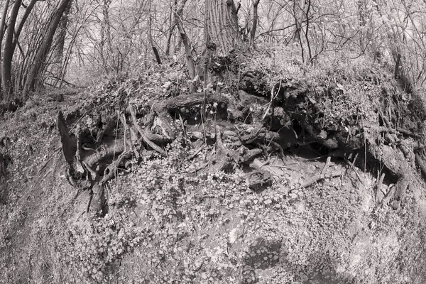 Ağaç kökleri bared