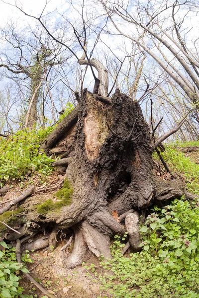 Bared wortels van boom — Stockfoto