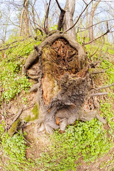 Bared wortels van boom — Stockfoto