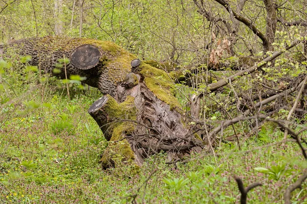 Tronco na floresta verde — Fotografia de Stock