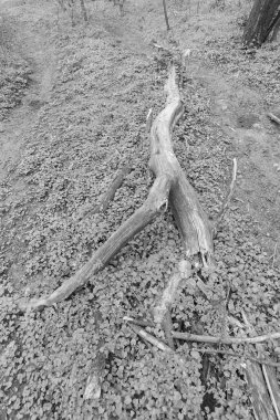 Ormanın içinden yol