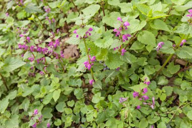 Not alan sığ derinliği çayırda çiçek çeşitleri