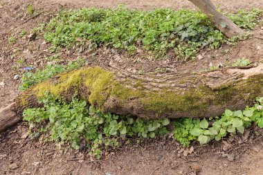 kesilen ağaç dalları doğa, Not alan sığ derinliği yosun kaplı