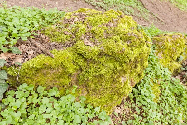 Moss and plants — Stock Photo, Image