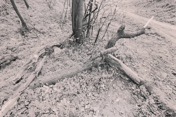 Gebroken Tak Van Boom Met Planten Mos Natuur Opmerking Ondiepe — Stockfoto