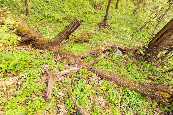 Gebroken Tak Van Boom Met Planten Mos Natuur Opmerking Ondiepe — Stockfoto