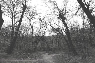 İlkbaharda, Not alan sığ derinliği yeşil orman yolundan