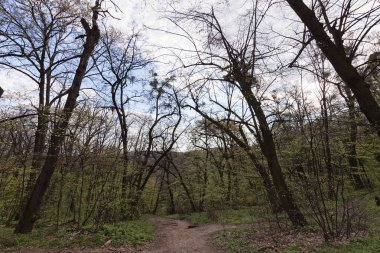 İlkbaharda, Not alan sığ derinliği yeşil orman yolundan