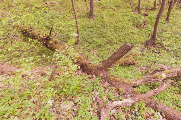 自然の中の植物と苔に木の枝が壊れて フィールドの浅い深さに注意してください — ストック写真