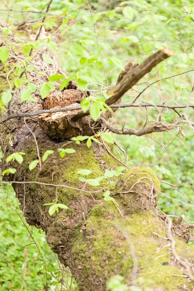 Gebroken Tak Van Boom Met Planten Mos Natuur Opmerking Ondiepe — Stockfoto