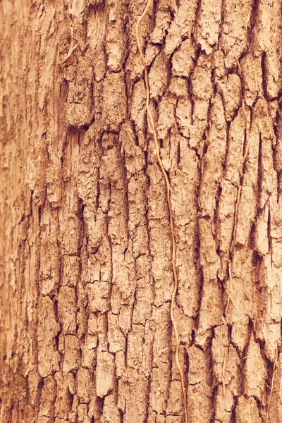 Φλοιό Δέντρου Στη Φύση Σημείωση Ρηχό Βάθος Πεδίου — Φωτογραφία Αρχείου