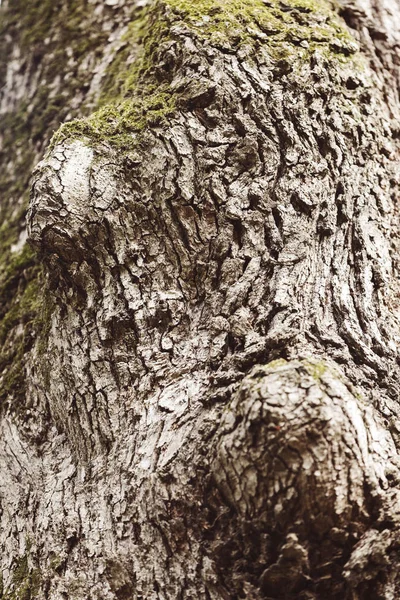 Кору Дерева Природі Неглибока Глибина Різкості — стокове фото