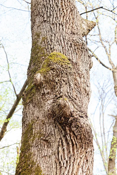 フィールドの浅い深さ 自然の中の木の樹皮 — ストック写真