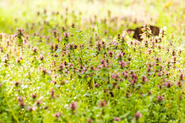 Des Plantes Pourpres Dans Champ Notez Une Faible Profondeur Champ — Photo