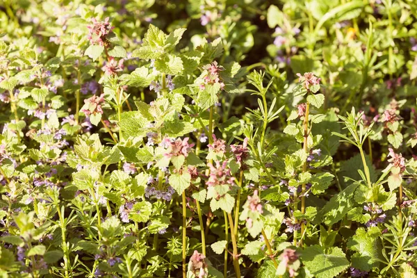 Planten Het Veld Het Voorjaar — Stockfoto