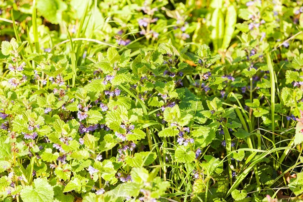 Växter Fältet Våren — Stockfoto