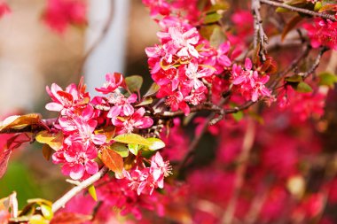 ışık arka plan üzerinde pembe çiçekli çiçek ağaç