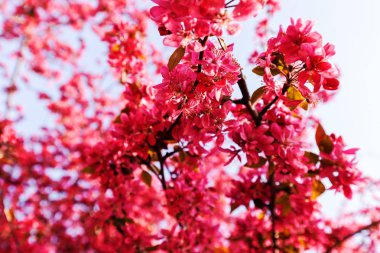 pembe çiçekli güzel Şubesi