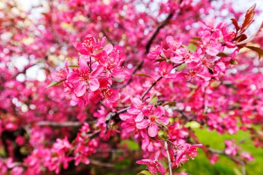 pembe çiçekli ağaç dalı